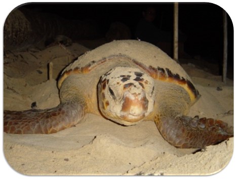 loggerhead turtle